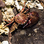 Pisidia longicornis